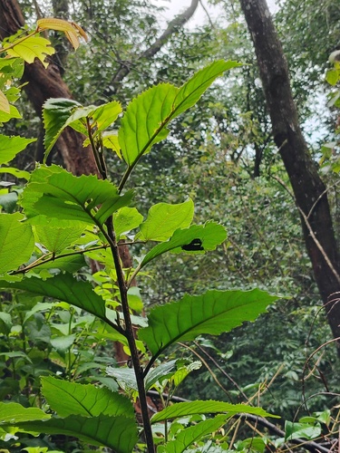 Maesa indica observed 2026-05-20