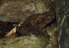 Phrynoidis juxtasper