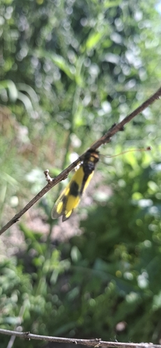 Libelloides macaronius