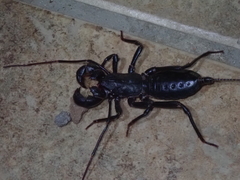 Mastigoproctus giganteus