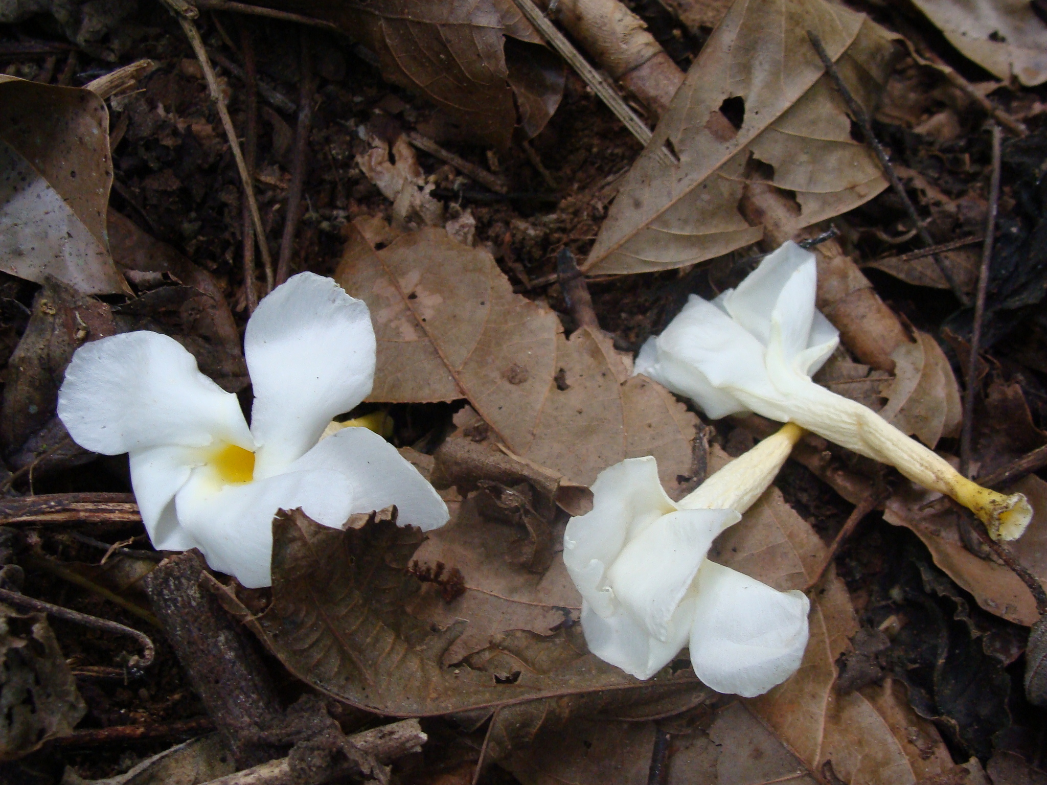 Foto de Tabernaemontana litoralis Kunth