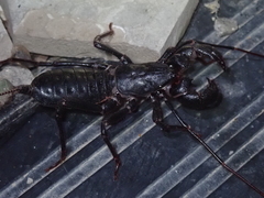 Mastigoproctus giganteus