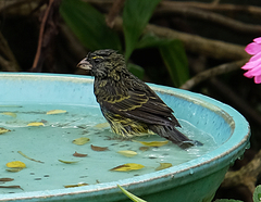 Crithagra scotops umbrosa