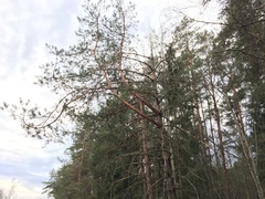 Cronartium flaccidum