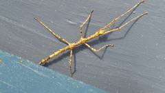 Acanthoxyla geisovii