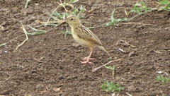 Cisticola brunnescens
