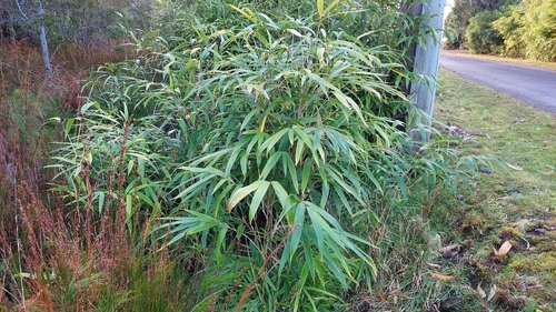 Pseudosasa japonica iNat (3)