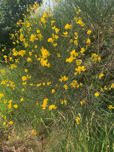 Spanish Broom
