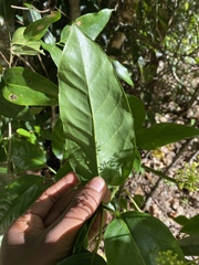 Mackinlaya macrosciadea