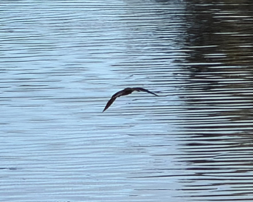 Black Noddy (Anous minutus), photo 5