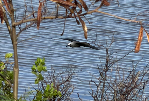 Black Noddy (Anous minutus), photo 4