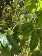 Mackinlaya macrosciadea