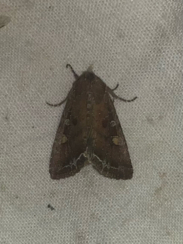 Bright-line Brown-eye