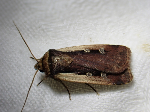 Flame Shoulder Moth