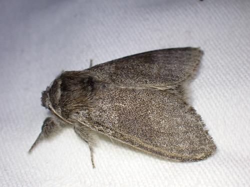 Pale Tussock Moth