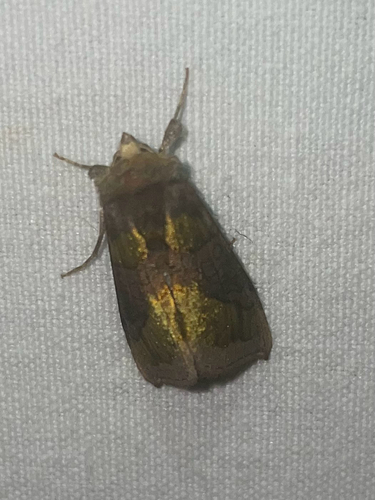 Burnished Brass