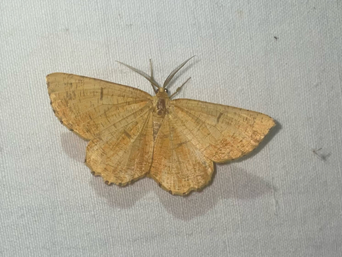 Orange Moth