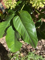 Mackinlaya macrosciadea