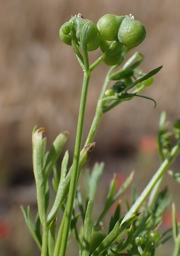 Small Coriander
