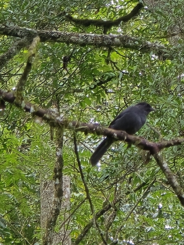Northern Black Flycatcher (Melaenornis edolioides), photo 3