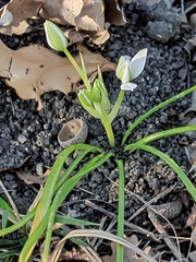 Ornithogalum woronowii