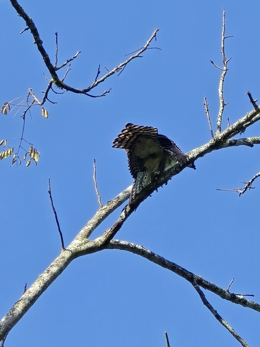 Crowned Eagle