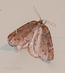 Spodolepis substriataria