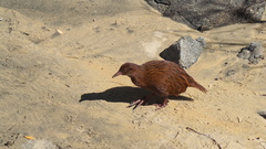 Gallirallus australis scotti