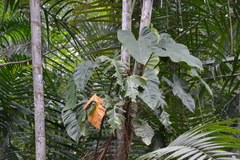 Philodendron fragrantissimum