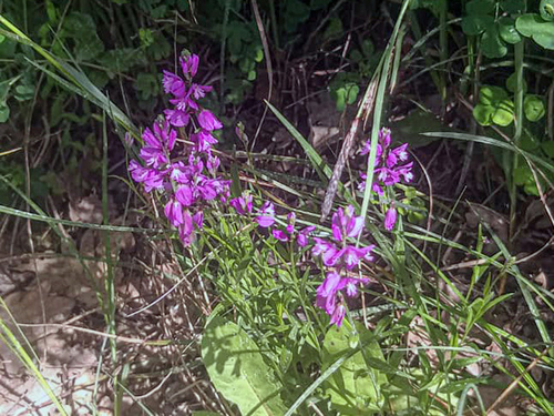 Nice Milkwort