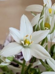 Ornithogalum woronowii