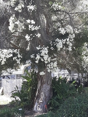 Melaleuca alternifolia