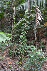 Philodendron rigidifolium