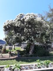 Melaleuca alternifolia