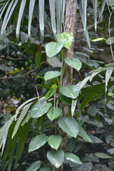 Philodendron rigidifolium
