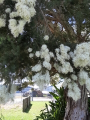 Melaleuca alternifolia