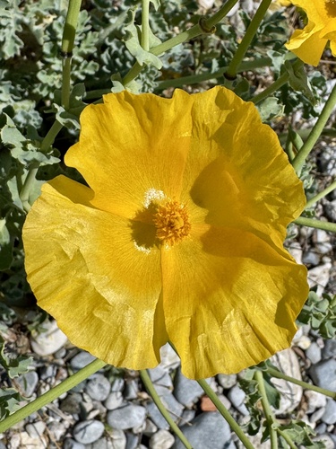 Yellow Horned Poppy