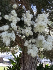 Melaleuca alternifolia