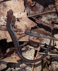 Plethodon sherando