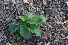 Arum cylindraceum
