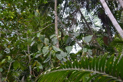 Philodendron rigidifolium image