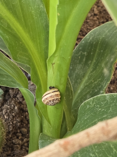 Chocolate-band Snail