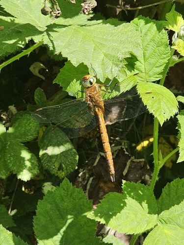 Norfolk Hawker