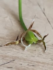 Ornithogalum woronowii