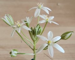 Ornithogalum woronowii