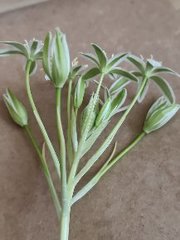 Ornithogalum woronowii