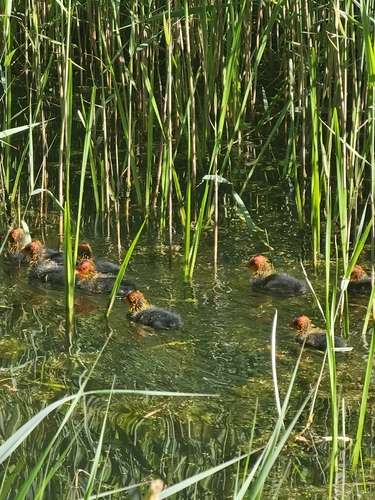 Eurasian Coot