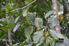 Philodendron rigidifolium