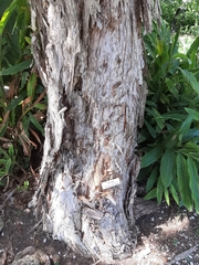 Melaleuca alternifolia