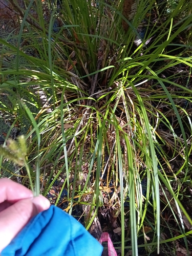 Carex maorica